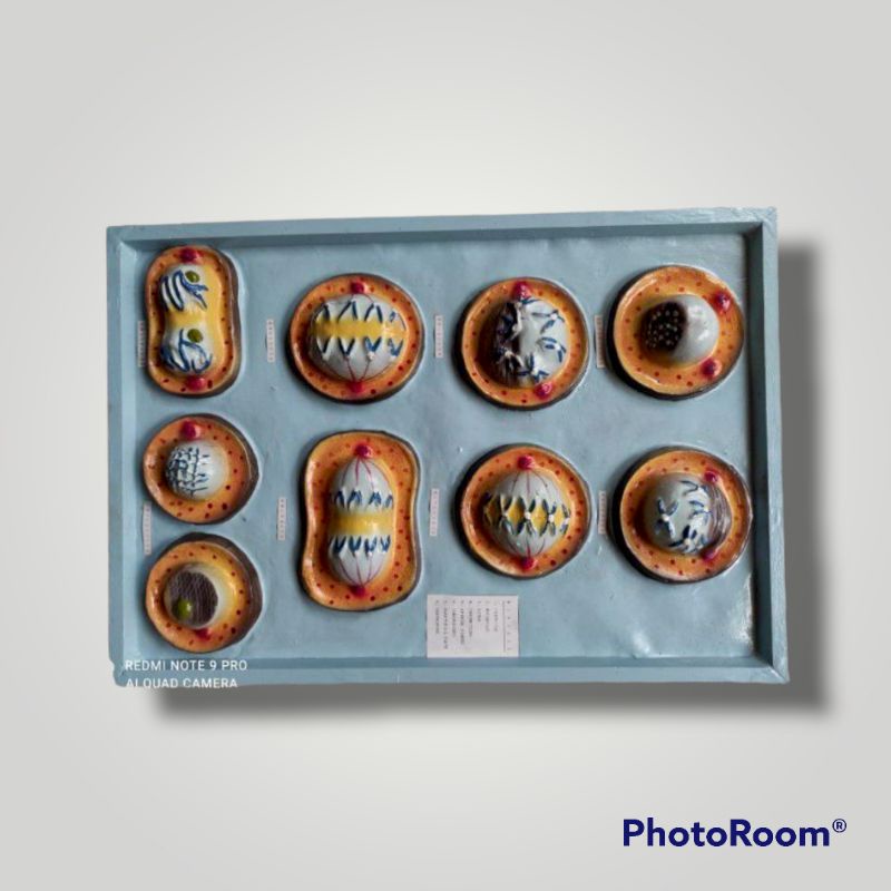 

Penampang MITOSIS alat peraga pendidikan model penampang mitosis