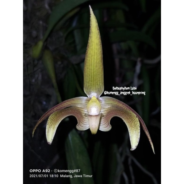Bulbophyllum Lobii
