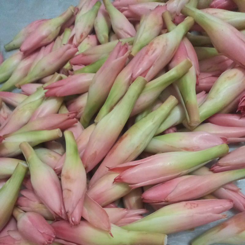 

kecombrang padang 500 gram