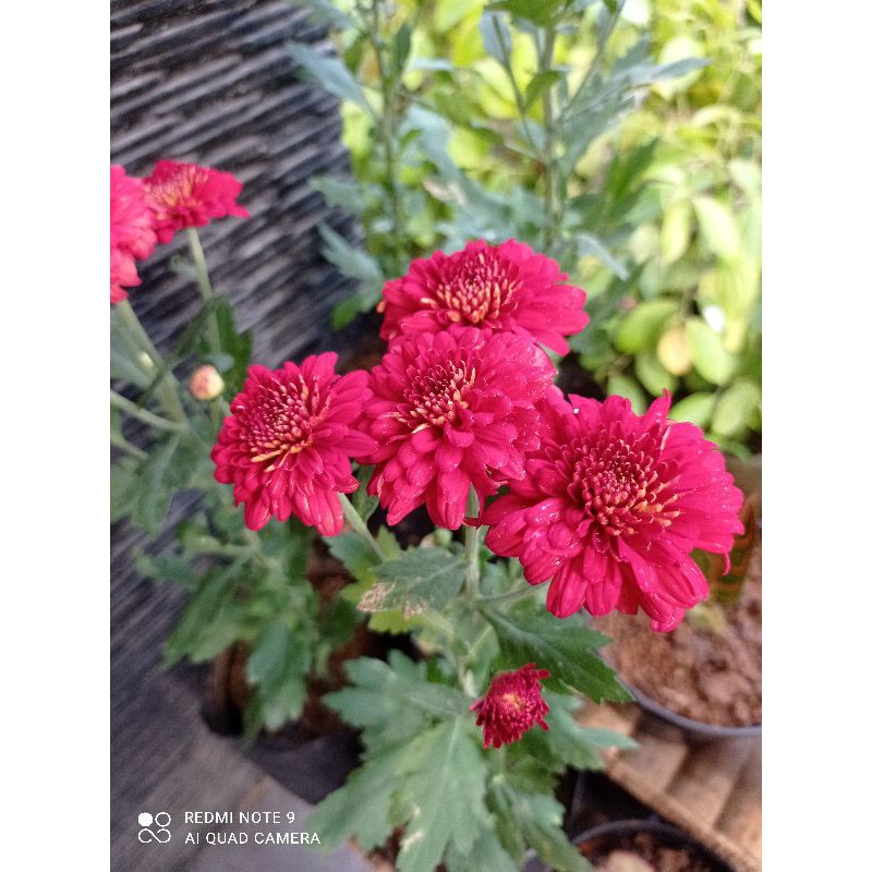 Tanaman Hias Krisan Merah Maroon