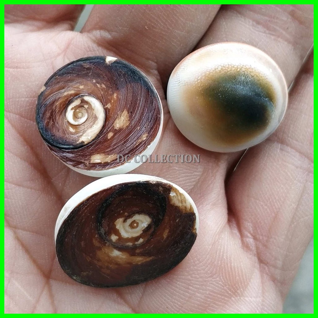 BATU FOSIL NATURAL KEONG KIJING KOLBUNTET