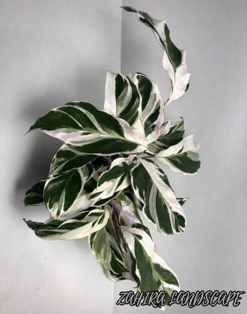 Tanaman Hias Calathea - Calathea White Fusion - Calathea Tissue - Kalatea Tisu