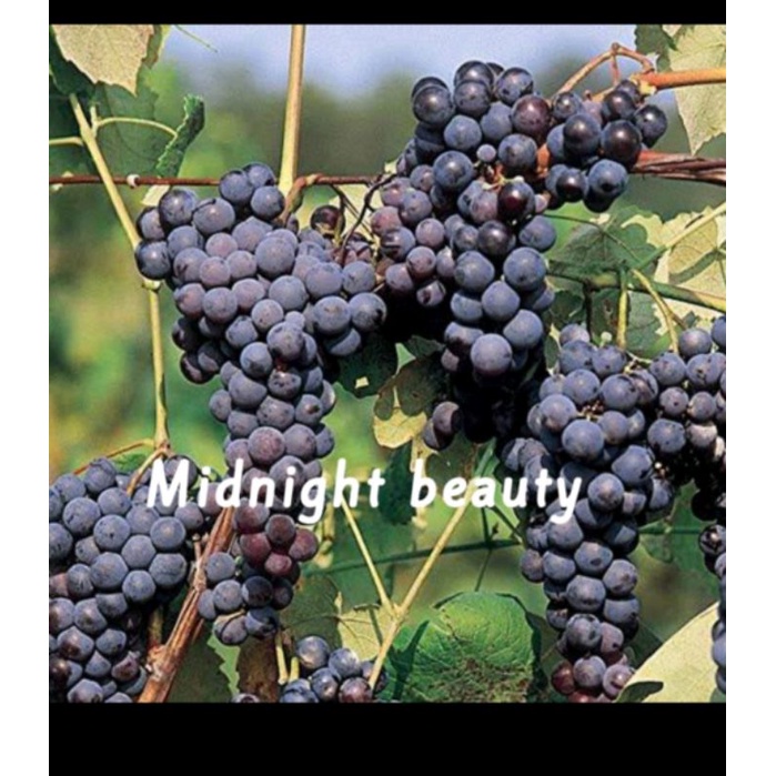 cutting anggur import termurah