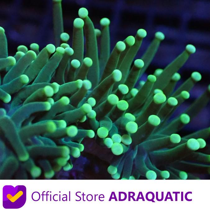 ANEMON IJO ANEMONE HIJAU HIASAN TERUMBU KARANG CORAL TANAMAN AIR LAUT adr4q Murah