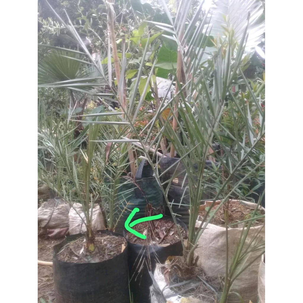 

Jual Pohon Kurma Azwa - Ajwa usia 2 tahun keatas