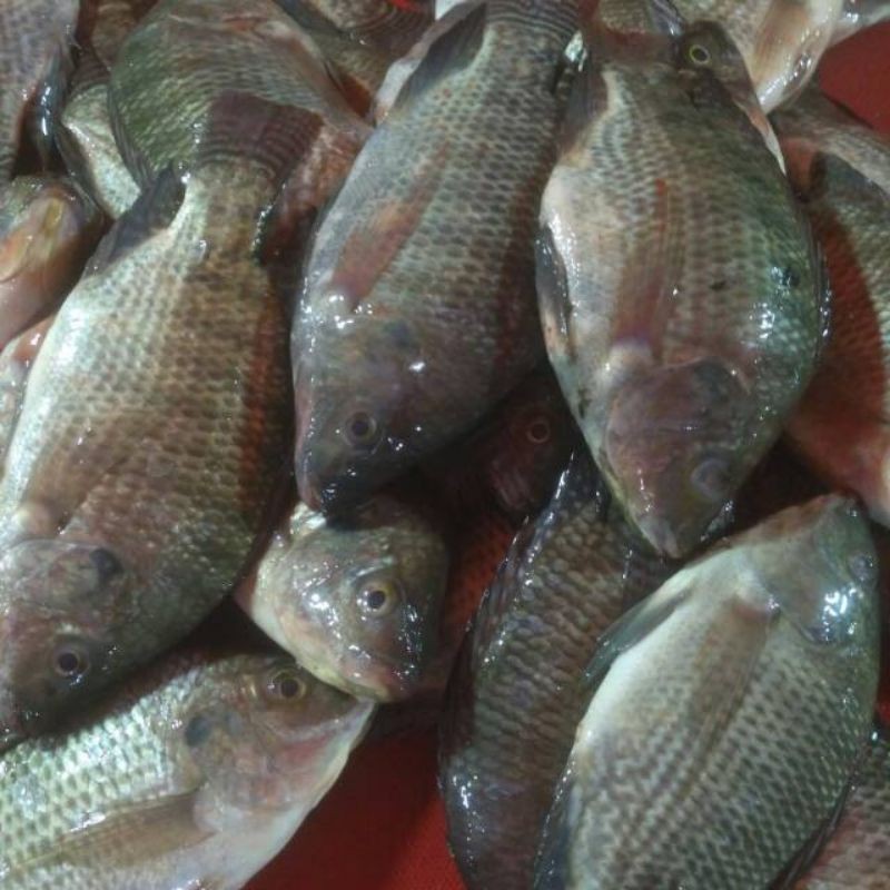 

ikan jaer nila