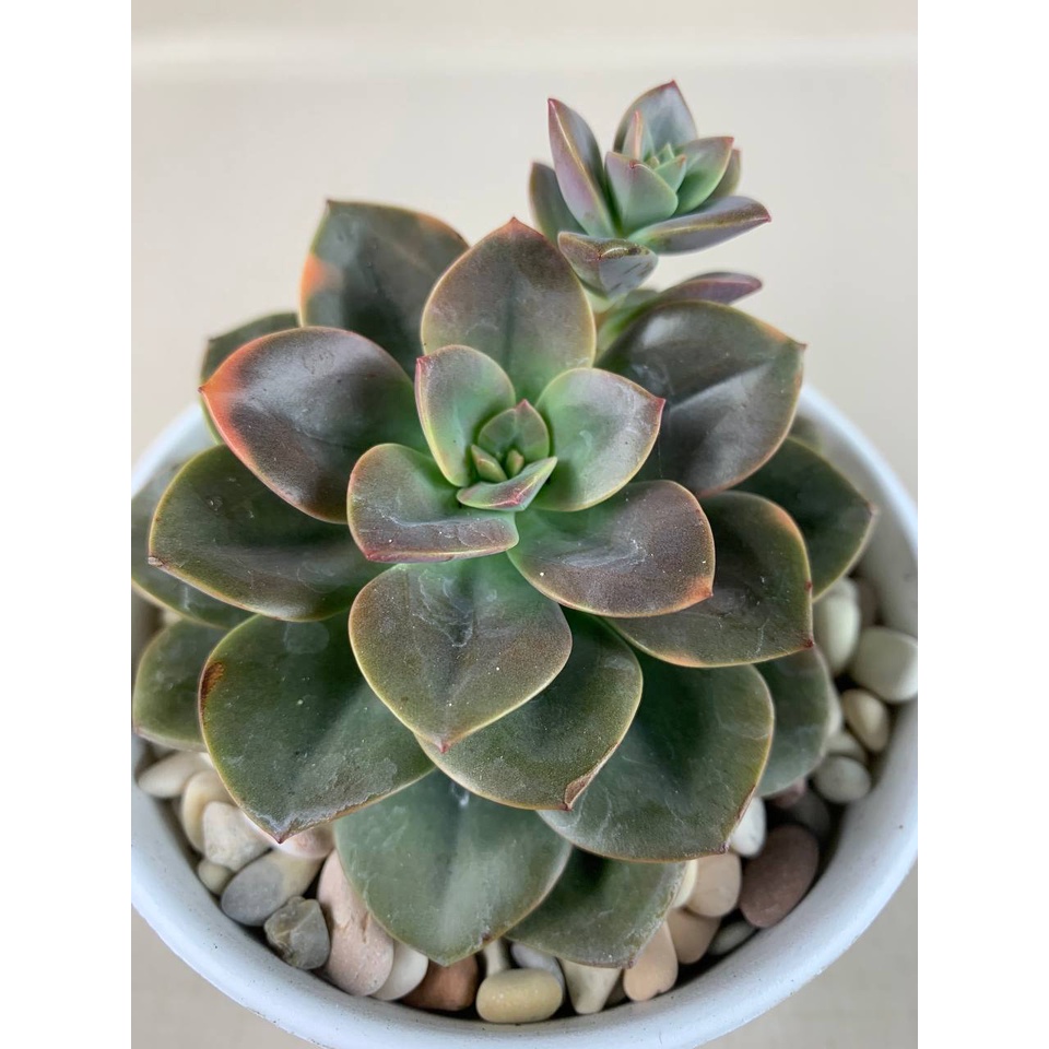 Kaktus Sukulen Echeveria Chroma Tanaman Hias