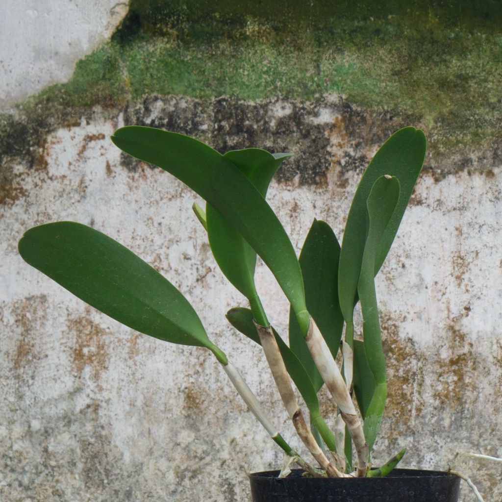 Anggrek Cattleya Hidup-Cattleya 228