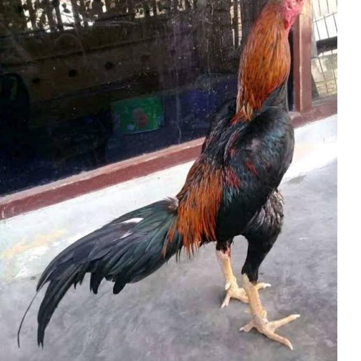 

telur ayam bangkok fertil asli petarung per 1 butir ✪➱ (Terbaru)