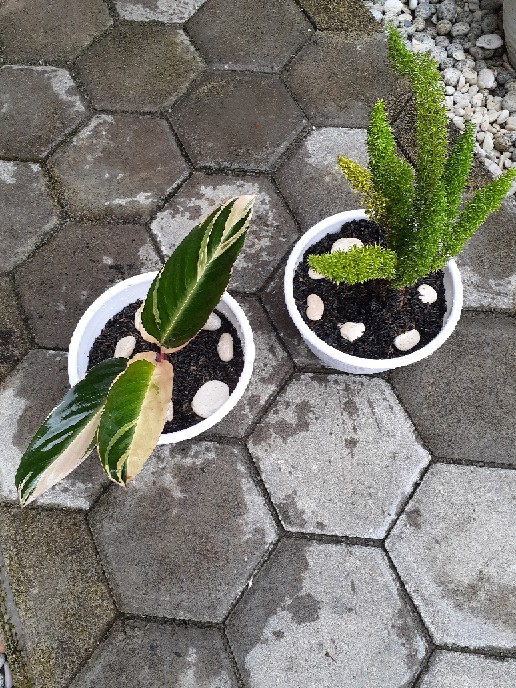 Calathea Meranti Bali/multicolor