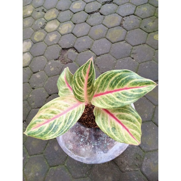 Tanaman Hias Aglonema Aglaonema Red Panama