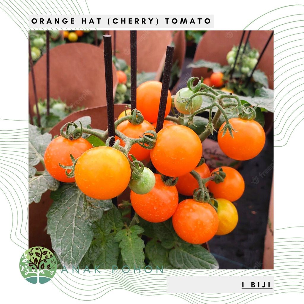 Benih Bibit Biji - Tomat Orange Hat Micro Cherry Tomato Seeds