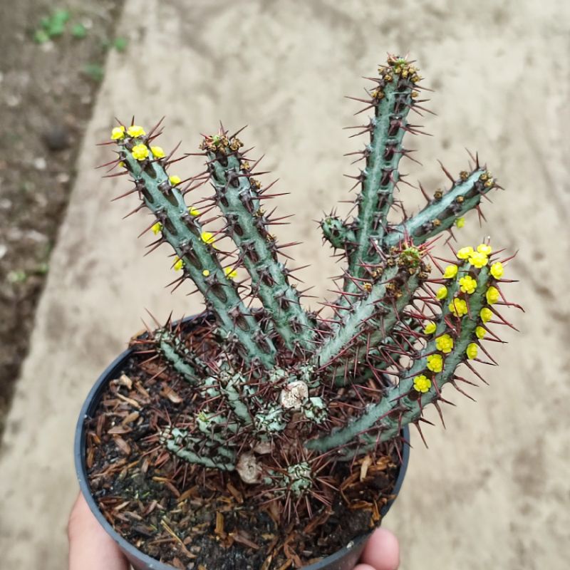 Sukulen Euphorbia aeruginosa/Euphorbia ulat