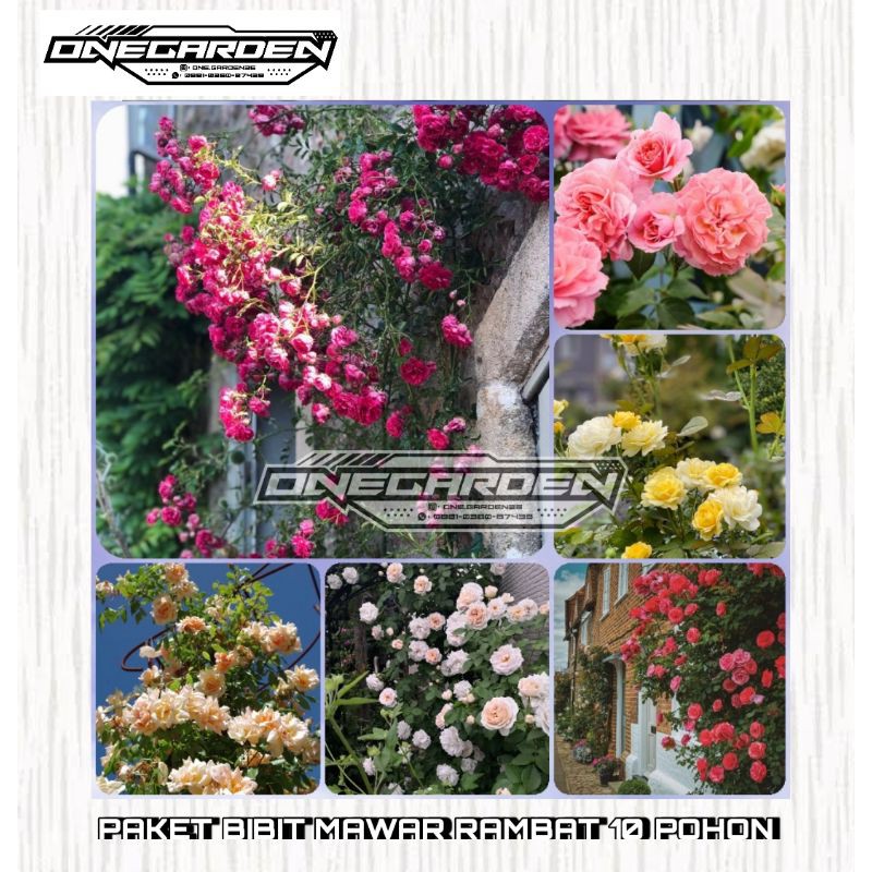 PAKET 10 TANAMAN BIBIT MAWAR RAMBAT ANEKA WARNA