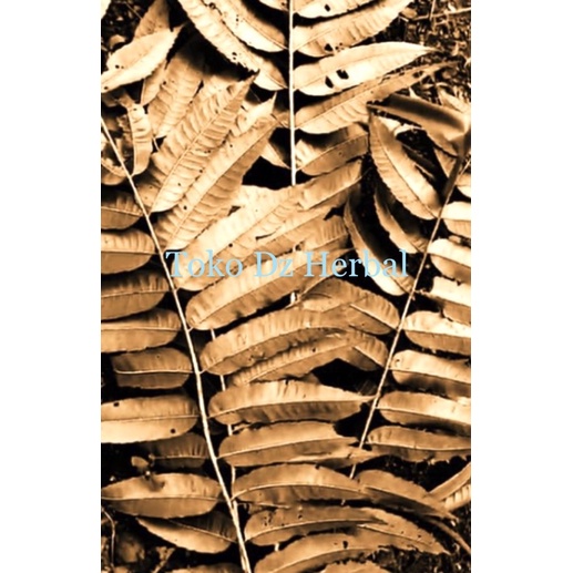 

Daun suren / daun surian kering alami-az