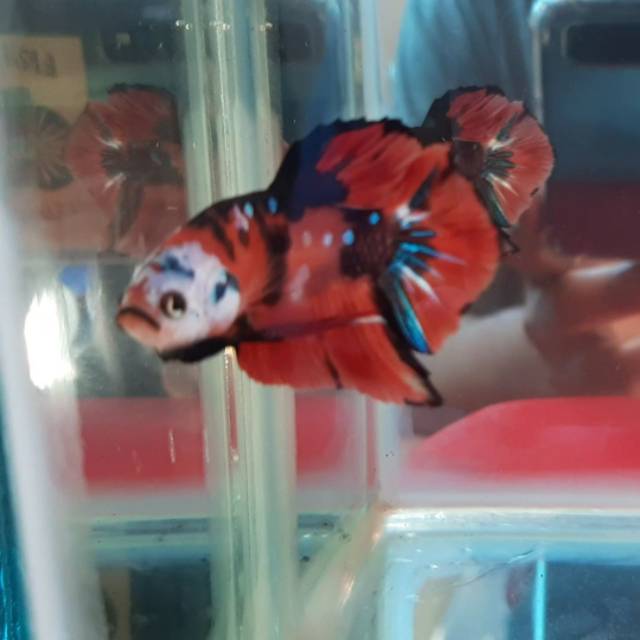 Ikan cupang orange koi galaxy