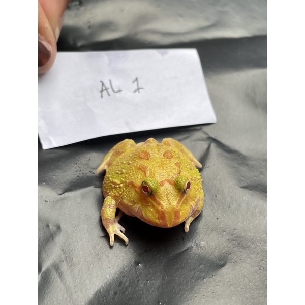 Kodok Pacman Albino AL1
