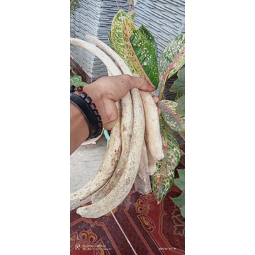 bahan tulang rusuk iga duyung super ORI keristal masih hangat baru panen