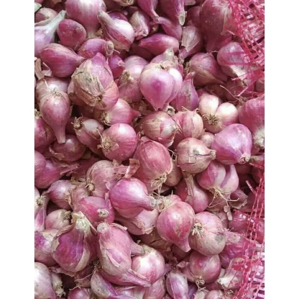 

AGEN BAWANG MERAH SUPER BREBES