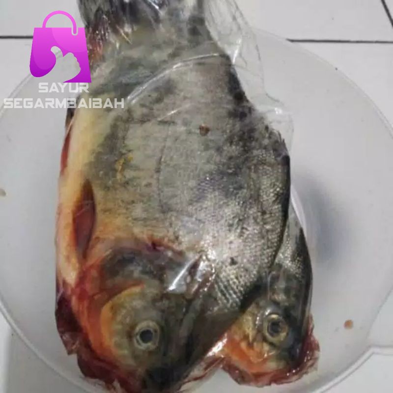 

ikan bawal segar/sayursegar