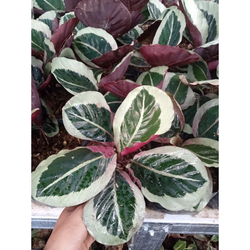 Tanaman Hias Calathea Marion Bunga Calathea Marion Murah Calathea Marion