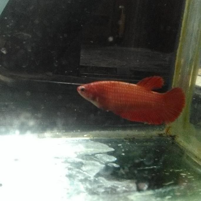 Promo Jual Cupang Betina Pk Super Red