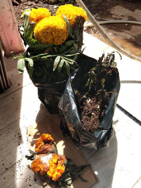 Tanaman Hias Bunga Mitir Kuning