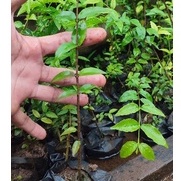 bahan bonsai anting putri dari biji