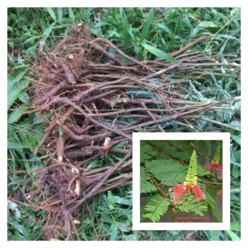bibit unggul kaliandra pagoda merah bahan bonsai