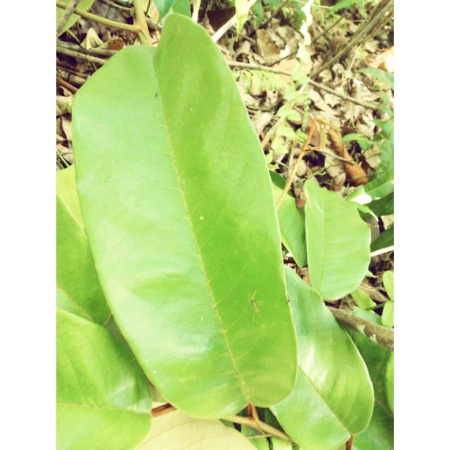 

Bajakah Asli hutan Kalimantan