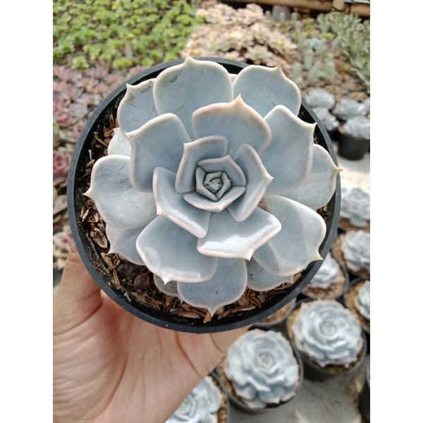 Sukulen - Echeveria Lilacina