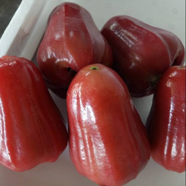 

Bibit Jambu Madu Merah JUMBO Jambu MADU