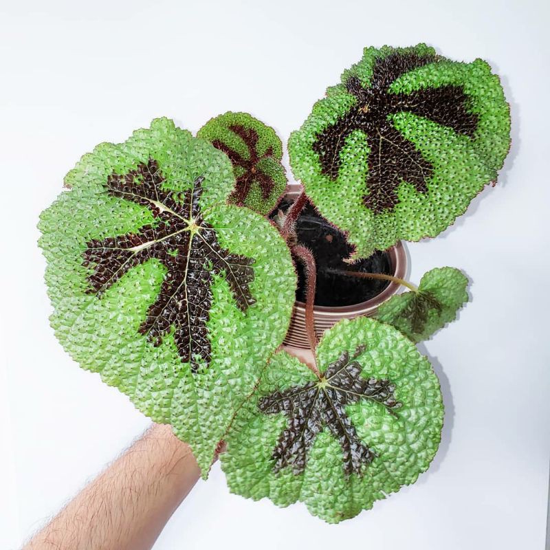 Begonia masoniana