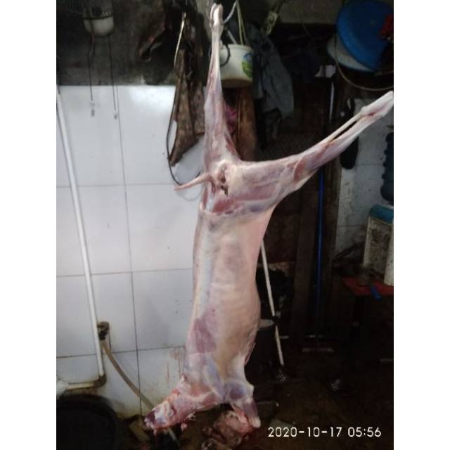 

DAGING KAMBING MUDA SEGAR SETIAP HARI