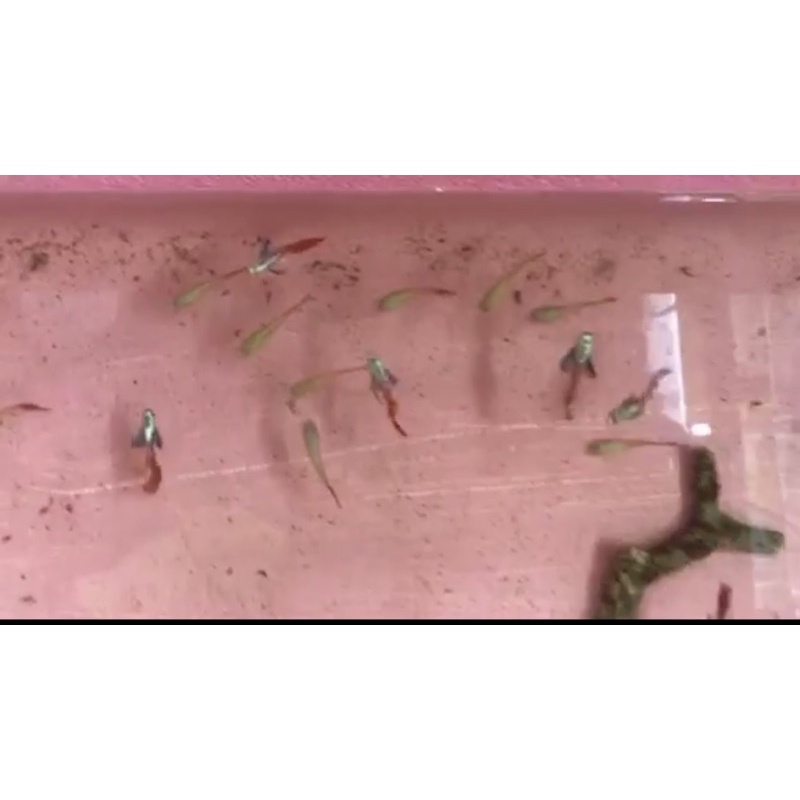 Ikan Guppy PRTDE sepasang