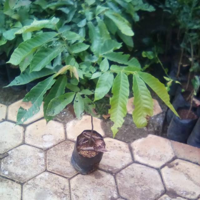 BIBIT BUAH MATOA 1 METER - AGRO WISATANI