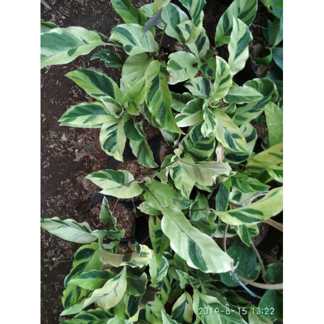 Tanaman hias pohon calathea louisae thai beauty kalatea tisue golden meranti