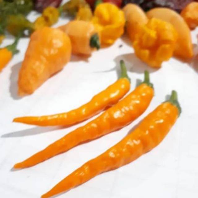 Jual Benih Cabe Impor Golden Cayenne