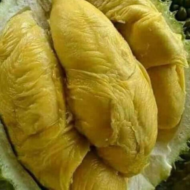 

Bibit durian bawor jumbo