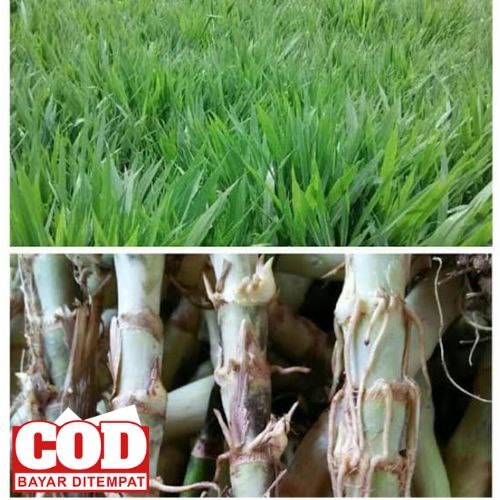 Benih Rumput ODOT KOLONJONO Kemasan 1kg
