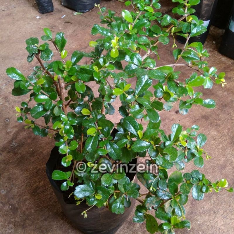 

Bahan Bonsai Hokianti / Hokiantea Bunga (Carmona Retusa)