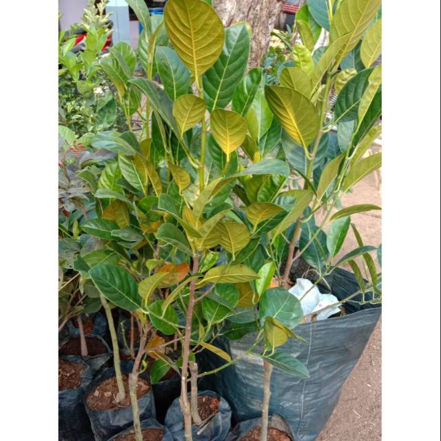 Nangka Madu Okulasi Cepat Berbuah // Bibit Tanaman Nangka Okulasi