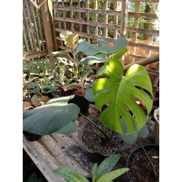 tanaman hias montera king