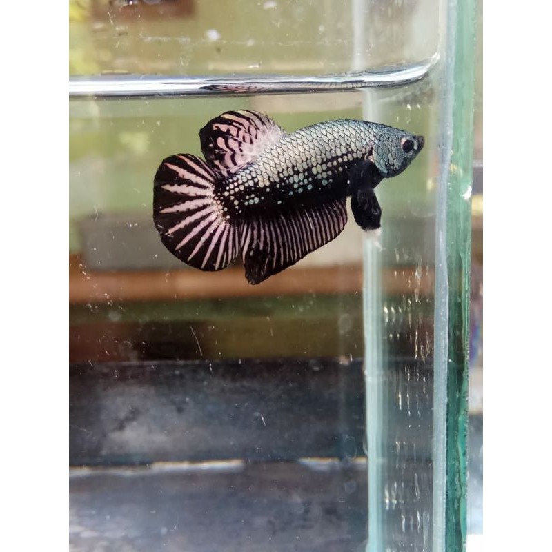 Ikan Cupang beta plakat Black Samurai