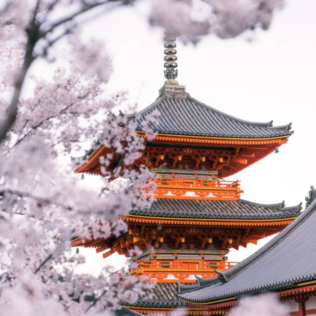 zerlyndanoviacharlies