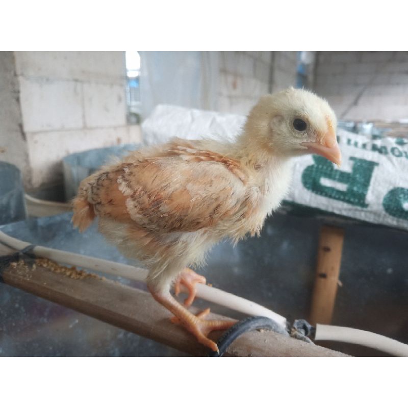 ayam kampung yudistira Parent stock usia 2 minggu