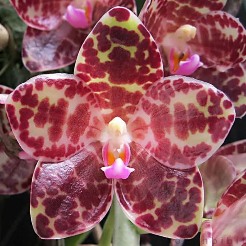 tanaman hias bibit anggrek dendrobium gigantea bibit anggrek dendrobium
