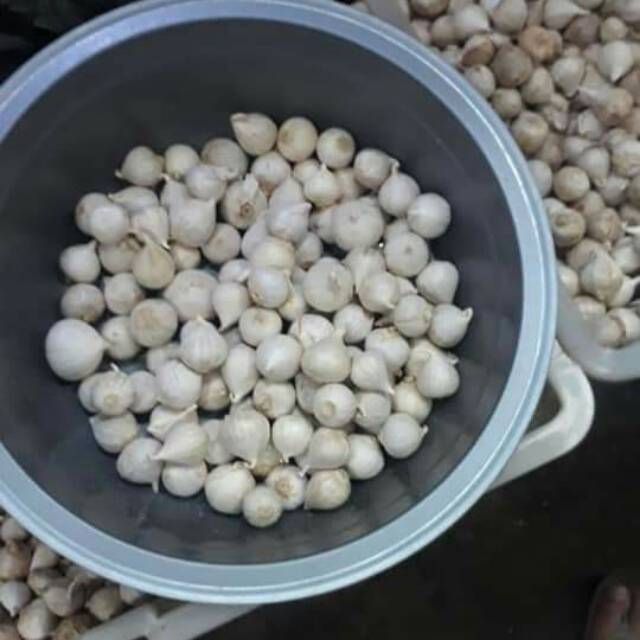 

Bawang Putih Tunggal