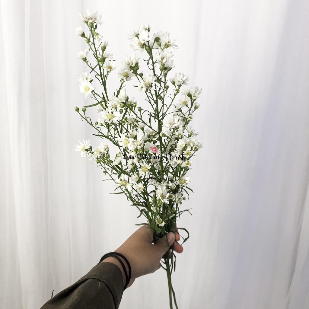 BUNGA PIKOK FRESH FLOWER SEGAR PAKAI PLASTIK BUNGA FLOWERS BUCKET BUNGA DEKORASI MURAH ROSE FLOWER