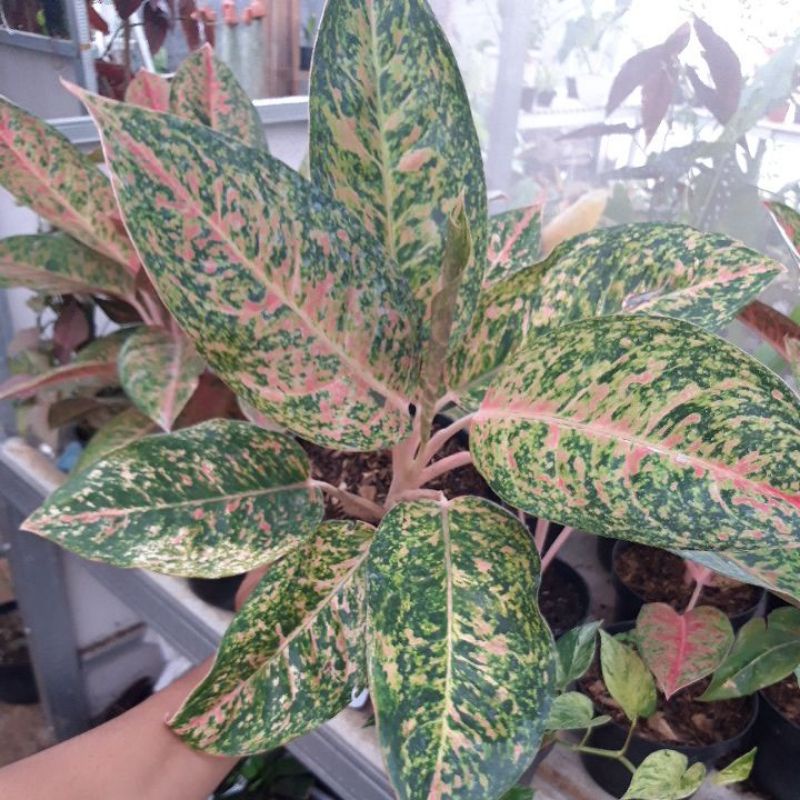 Aglaonema Big Roy